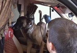 Kamyonetteki 36 kilo kokaini 'Alfa' buldu; sürücüye gözaltı