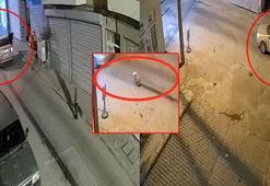 Muğla’da otomobilin altında sürüklenen oklu kirpi öldü