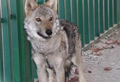Zincirden kurtarılan kurt, özel bakıma alındı
