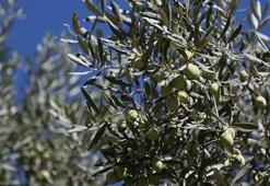 Zeytinde iklim etkisi ile rekoltede yüzde 30 kayıp