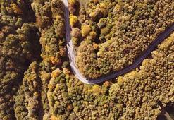 Sonbahar renkleri ormanlarda eşsiz manzara oluşturdu