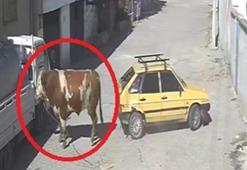 Kaçan boğa, boynuz darbeleriyle park halindeki otomobile zarar verdi