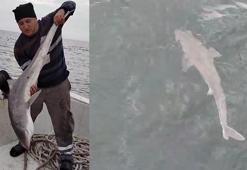 Balıkçıların ağına köpek balığı takıldı