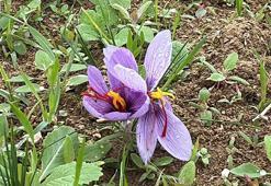 Dünyanın en pahalı baharatı safranın hasadı başladı