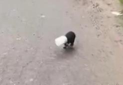 Başı plastik kaba sıkışan yavru köpeği kamyon şoförü kurtardı