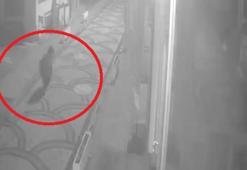 Kastamonu'da aç kalan ayı ilçe merkezine indi; o anlar kamerada