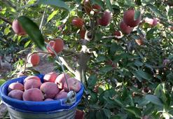 Isparta'da zirai don ve dolu zararı sonrası elmada rekolte beklentisi 800 bin ton