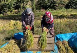 Artvin'de geleneksel yöntemlerle çeltik hasadı