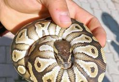 Cebinden yavru piton çıkan kişiye para cezası