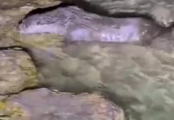 Fırat Nehri’nde tatlı su samuru görüntülendi