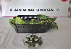 Yolcu otobüsünde ülkeye sokulması yasak olan 500 su kaplumbağası ele geçirildi