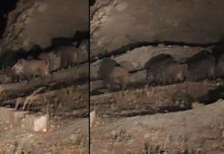 Van'da kırsal mahalleye inen domuz sürüsü görüntülendi