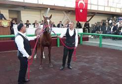 Elit taylar açık arttırmayla toplam 54 milyon 200 bin liraya satıldı