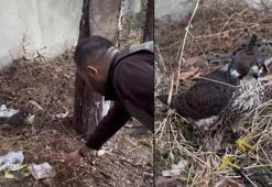 İstanbul'da 2 gökdoğan ele geçirildi; şüphelilere 1,5 milyon lira ceza