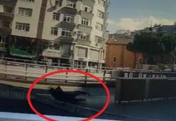 Polisten kaçarken düşüp yakalandı, üzerinden uyuşturucu madde çıktı