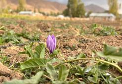Hakkari'de ilk kez ekilen safranın hasadı yapılacak