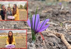 Hakkari'de ilk kez ekilen safranın hasadı yapılacak