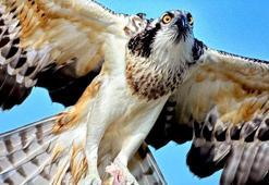 Suya dalabilen tek yırtıcı kuş olan ‘balık kartalı’, Uluabat Gölü’nde görüntülendi