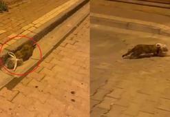 Kedinin başına poşet geçirip bağladılar