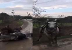 Kaçak çekilen elektrik hattında akıma kapılan 2 attan 1'i öldü