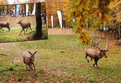 Kocaeli'de 7 kızılgeyik daha doğaya salındı