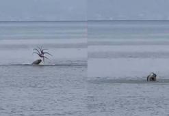 Çeşme'de Akdeniz foku, avladığı ahtapotu yerken görüntülendi