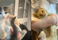 'Bağlama büyüsü' için sokak hayvanlarının uzuvlarını kesmişler