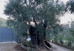 Evinin pencerelerini, 3 bin yıllık zeytin ağacını görüp güne başlayacak şekilde tasarladı