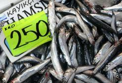 Karadeniz'de hamsi popülasyonu yoğun