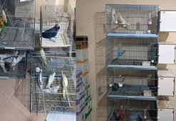 DKMP: Egzotik tür 41 papağana el konuldu