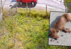 Aracın arkasında sürüklenen köpek öldü; gözaltına alınan sürücü adli kontrolle serbest