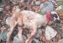 Başıboş köpekler sürüye saldırıp, 3 koyunu öldürdü