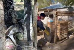 Van’da evde tutulan kurt kurtarıldı