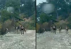 Geyik sürüsü yola indi