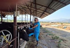 Yenipazar’da 9 mahallede ‘şap’ karantinası