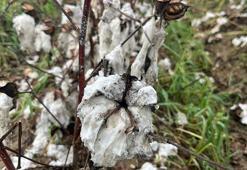 İncirliova’da 6 bin dönüm pamuk tarlası zarar gördü