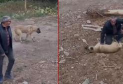 Fenalaşan köpeği kalp masajı yaparak kurtardı; O anlar kamerada