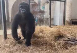 Goril 'Zeytin' Türkiye'de kalacak