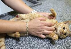 Müftü Biçer'den kedi patisi kesenlere, 'Tıbbi yardım alın' çağrısı