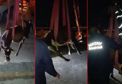 Hatay'da dama çıkan inek, vinçle indirildi