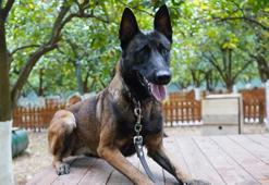 Antalya'nın ilk enkazda canlı arama sertifikalı köpeği 'Tina' oldu