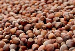 Fındıkta üçlü zarar; 250 bin ton kayıp