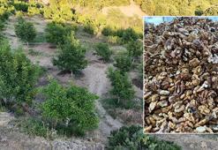 Tokat'ta cevizi zirai don vurdu: 2 bin 400 tonluk rekolte 25 tona düştü