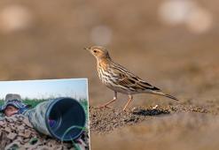 İncir kuşu DHA muhabirinin objektifine takıldı, Diyarbakır da görülme haritasına eklendi