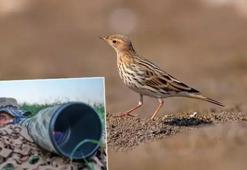 İncir kuşu DHA muhabirinin objektifine takıldı, Diyarbakır da görülme haritasına eklendi