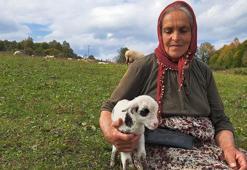 Eşini kaybettikten sonra oğluyla birlikte çobanlık yapıyor