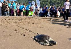 Tedavisi tamamlanan deniz kaplumbağaları denizle buluşturuldu