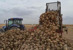 Şeker pancarında rekolte ve fiyat yüz güldürdü