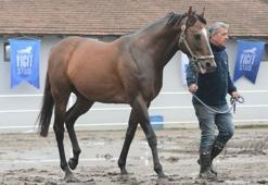 Yavruları 25 milyon dolar kazandıran Belardo, Türkiye’de