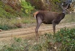 Ormanda otlayan kızılgeyik fotokapanla görüntülendi